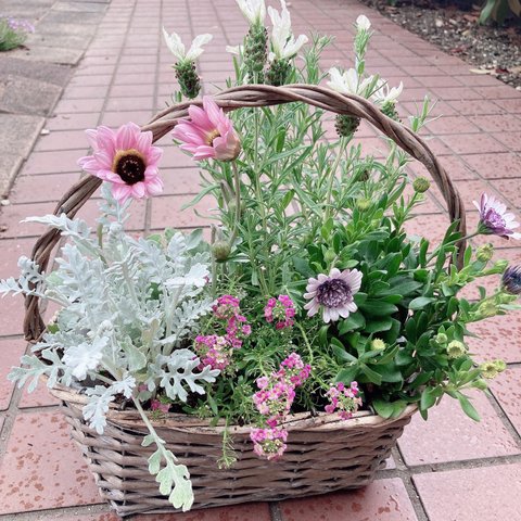 【母の日早割】＊お花畑の寄せ植え＊かごの寄せ植え