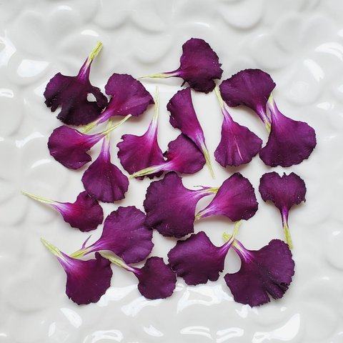 ☆ドライフラワー☆　カーネーションの花びら　濃い紫　　　　花材　素材　無着色