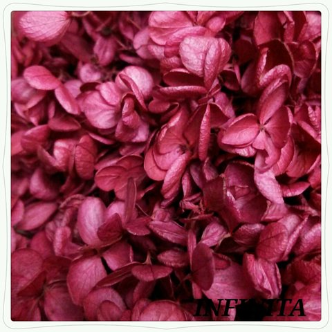 再販×6☆送料込み♪ドライフラワー紫陽花（アジサイ）☆フレンチピンク