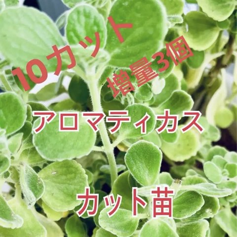 アロマティカス　カット苗　15カット　多肉植物などおまけ付き