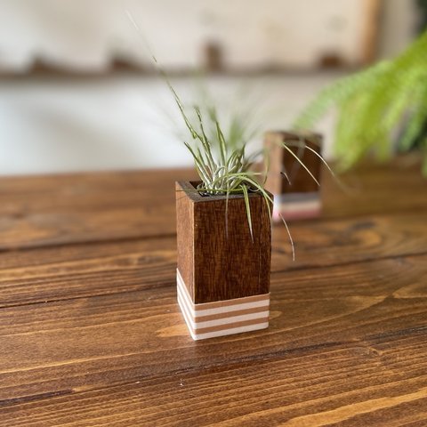 wood cube mini long (8cm)×エアープランツ