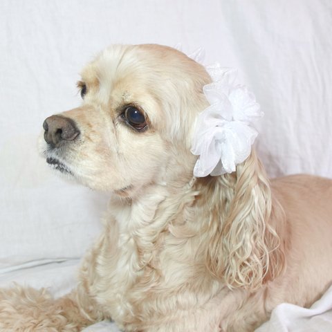 中型犬用　シュシュ　ドレスアップ　パール