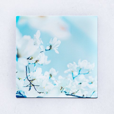 モクレン 3枚セット（野花のしかくいポストカード）白木蓮・写真・正方形・メッセージカード