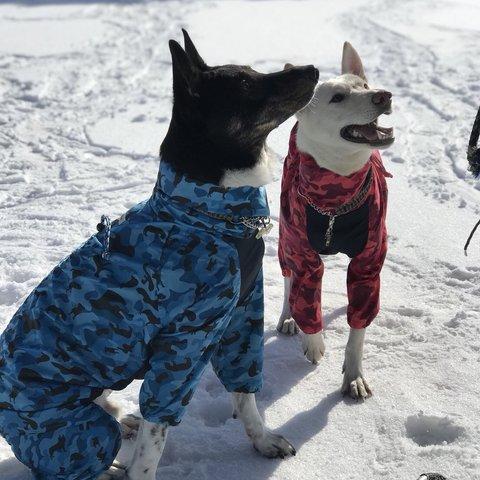 大型犬用KAPPA  Sサイズ