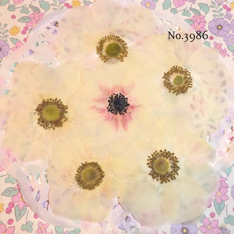 ♡new♡作家様必見♡アネモネ押し花セット♡