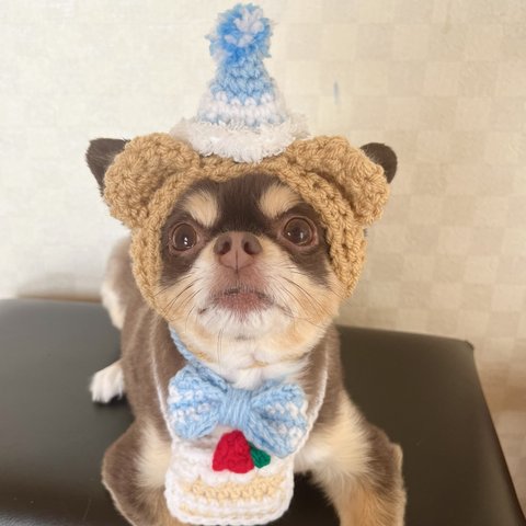 犬用＆猫用  誕生日帽子🎂水色パーティーハットを被ったくまさん帽子🧸 お祝い、パーティーに❣️