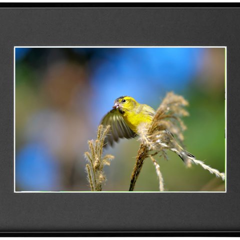 Ａ４高級フォトフレーム野鳥写真その８