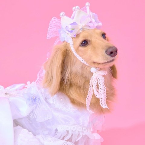 再入荷❣️再販スタート　"iro tori dori...  crown" 　お誕生日の撮影に♪　犬　猫　王冠