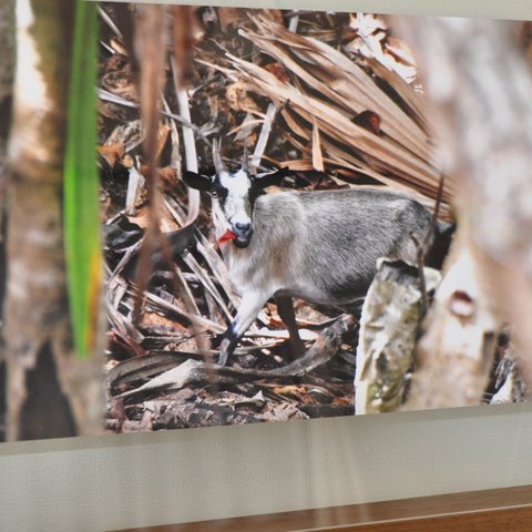 W四切サイズの写真：世界自然遺産 小笠原諸島に生息する野生のヤギ