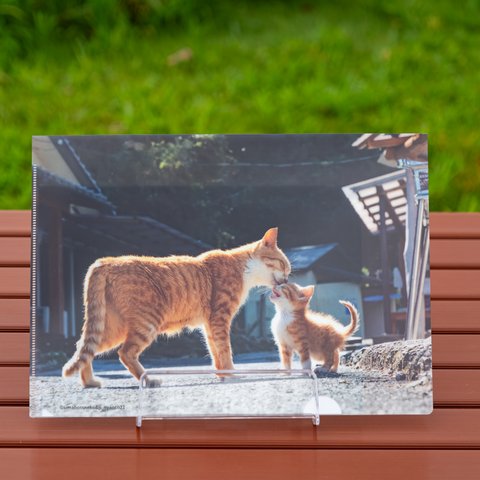 ⑤親子猫クリアファイル　Mother and kitten cat A4 file folder