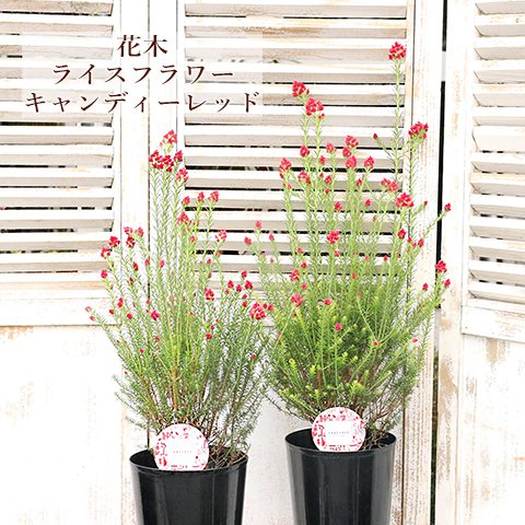花鉢 ライスフラワー キャンディレッド 5号 高さ60〜70cm 常緑 花木 赤 人気 切り花 ドライフラワー オーストラリア