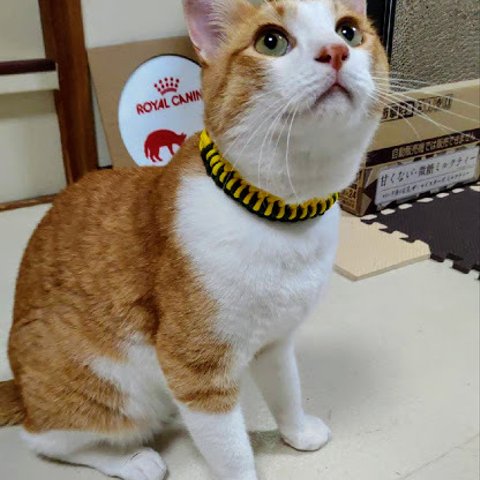 ワンちゃん(小型犬)、猫ちゃん用　バックル首輪