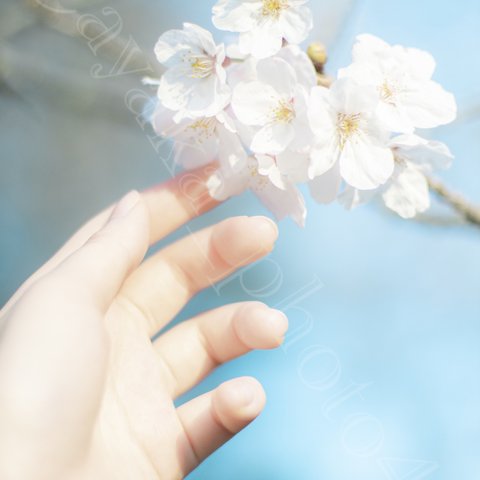 桜