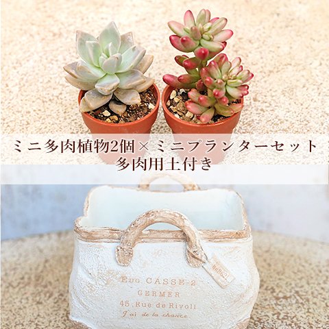 🌵多肉植物2個×リヴォリサック ホワイト セット 培養土付き 鉢 雑貨 寄せ植え かわいい ミニ おしゃれ ガーデン