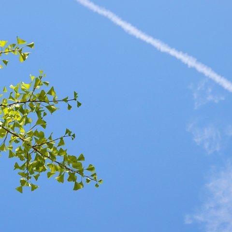 ポストカード：イチョウと飛行機雲