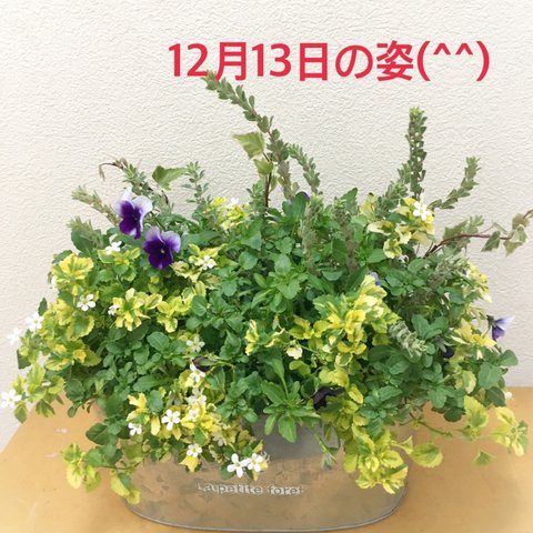 ビオラたっぷり寄せ植え🌼