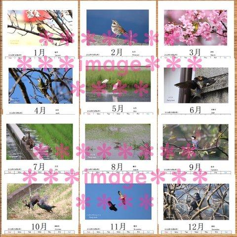 2024年　野鳥カレンダー（1月始め）