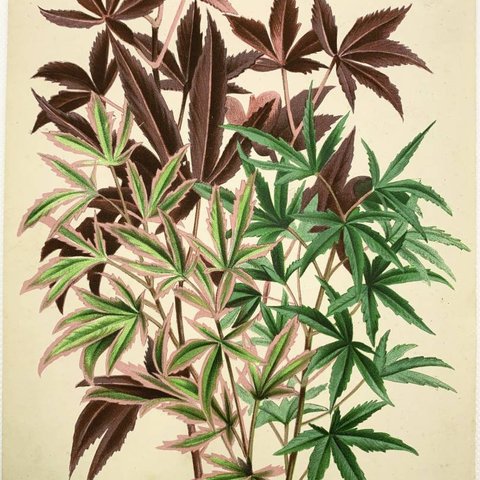 フランスアンティーク 博物画 『ACER POLYMORPHUM』 多色刷り石版画　ボタニカルアート