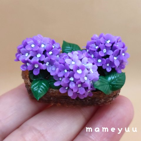 ミニチュア紫陽花  カゴ風の鉢 (パープル系3輪)