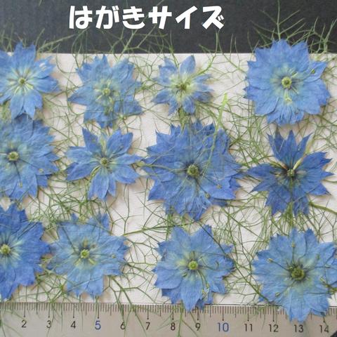 押し花　素材　花いろいろ(ニゲラ)(１２枚)　７６９