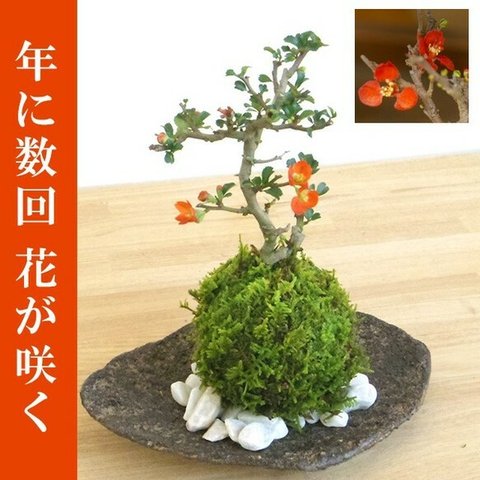 【現在葉姿】母の日の贈り物にもおすすめ。年に数回可憐なお花（紅花）が楽しめる【紅長寿梅（べにちょうじゅばい）の苔玉・くらま岩器・敷石セット】