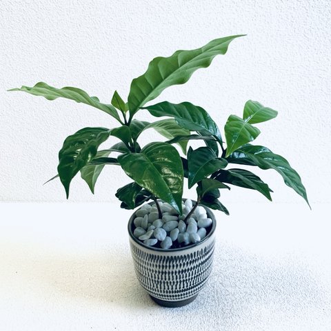 ハイドロカルチャー　コーヒーの木　小鹿田焼　飛びかんな　陶器　観葉植物