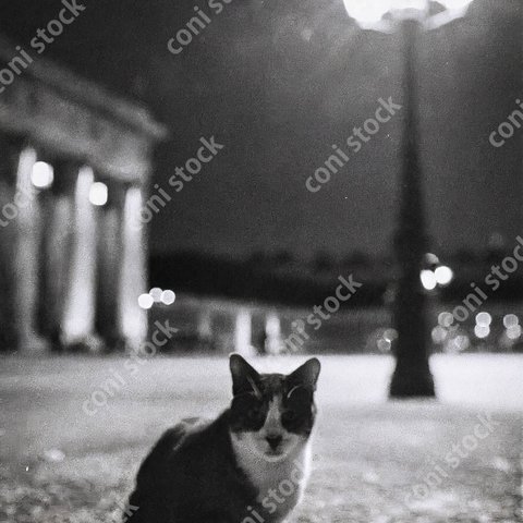 パリの街灯の下にいる猫のイメージ、レトロ、モノクロ、アート、古びた写真　conistock_87076