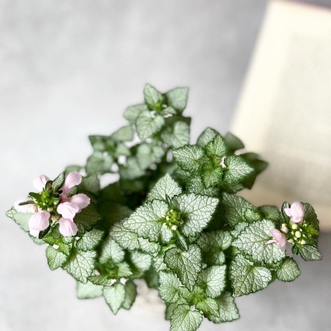 ラミウムラミ♡ピンクの花咲くカラーリーフ♡寄せ植えやハンギングに♡セール品