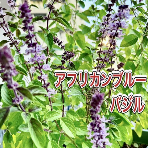 入手困難　株分け　アフリカンブルーバジル　苗　お花も香りも素敵‼️ ポプリ最適🎵　寒さ強し　耐寒0度　バジル