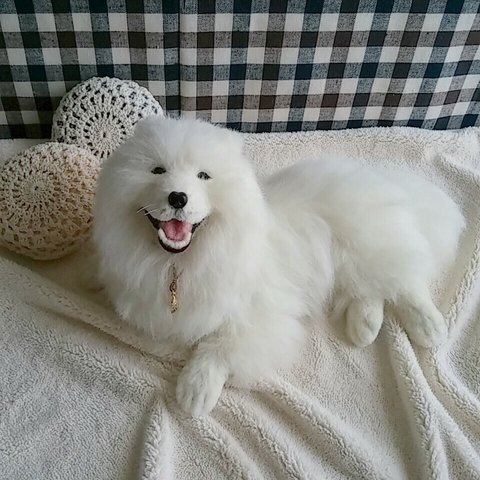 犬　サモエド　笑顔の天使
