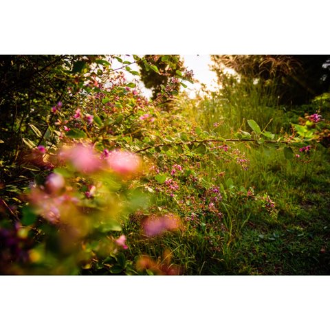 写真のある豊かな暮らし【花の舞】