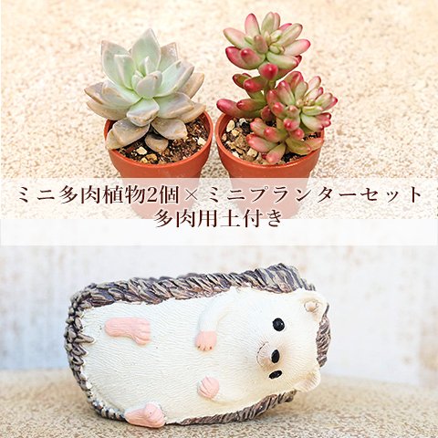 多肉植物2個×ミニプランター ドルミール エリゾンポット M セット 培養土付き 鉢 雑貨 寄せ植え かわいい ミニ おしゃれ ガーデン