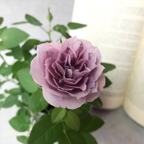 ミニ薔薇　あすなろブルー　