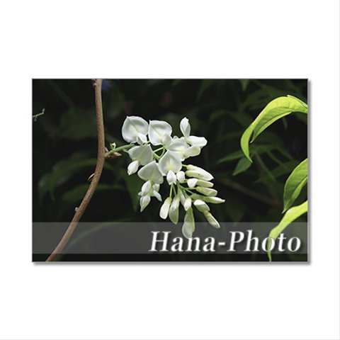 1348) 美しい藤の花　ポストカード5枚組