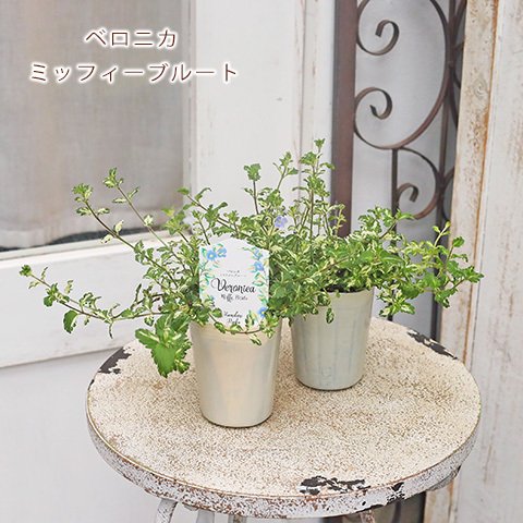 🌺草花苗 ベロニカ ミッフィーブルート 2.5号 多年草 斑入り ブルー 青花 丈夫 寄せ植え 庭 鉢植え