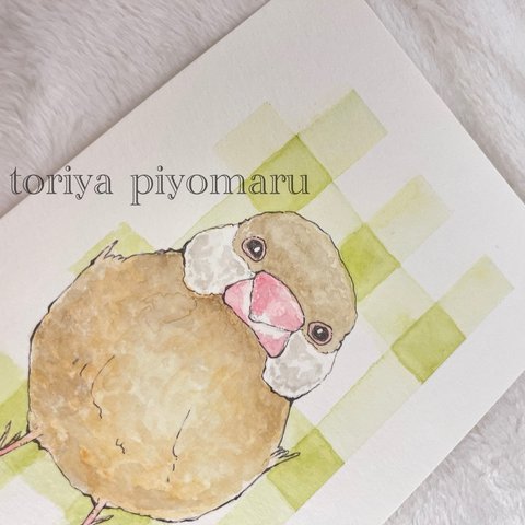 [原画]シナモン文鳥さん🕊ポストカード