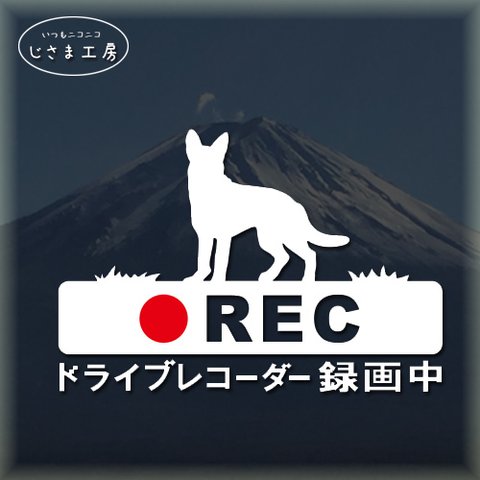 ジャーマンシェパードの白色シルエットステッカー接近注意★ドライブレコーダー録画中‼