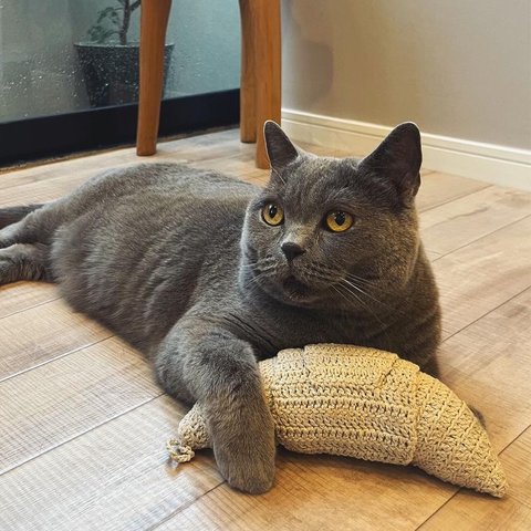 crochet croissant 🥐 / クロワッサン けりぐるみ