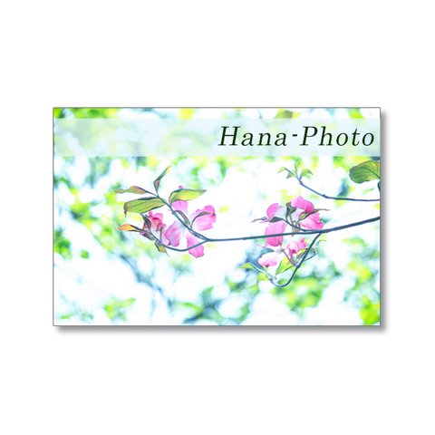 1633) 美しく、輝く花水木の花（白、ピンク）   ポストカード5枚組　