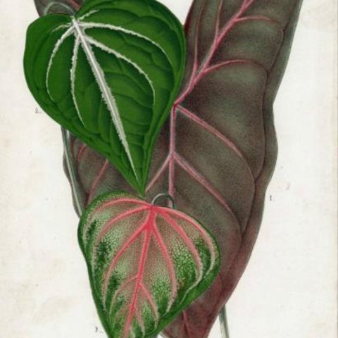 アンティーク☆Caladium cupreum他☆ボタニカル リトグラフ