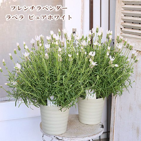 🌺花鉢 フレンチラベンダー ラベラ ピュアホワイト 5号(15cm) 高さ45cm 多年草 多花性 よく咲く 母の日 プレゼント