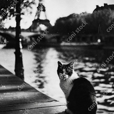 毛がボザボサな猫、パリの背景イメージ、レトロ、モノクロ、アート、古びた写真　conistock_63149_01