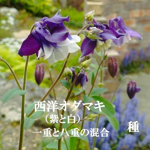 春まき花の種　西洋オダマキ・紫と白　30粒（一重咲きと八重咲の混合）多年草／宿根草