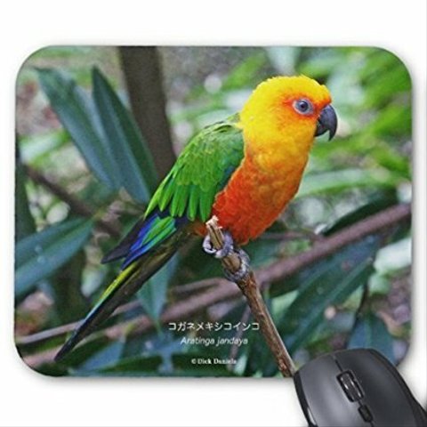 コガネメキシコインコのマウスパッド：フォトパッド（ 世界の野生動物シリーズ ）