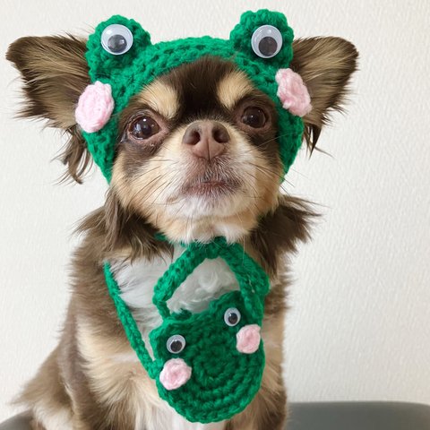 犬用＆猫用被り物 緑カエル帽子 梅雨の時期に！！ 紫陽花ネックレス、カエルポシェット