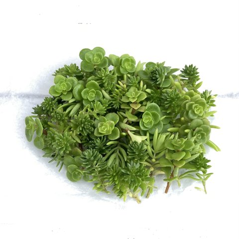 多肉植物　セダムカット35g 