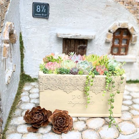 レースポット☆寄せ植え☆多肉植物☆プレゼント☆母の日