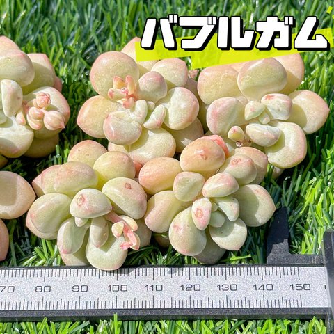 新入荷 大人気 多肉植物 エケベリア バブルガム 超美苗 レア種