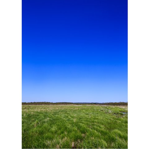 風に吹かれる草原は雲一つない青空の下　A4 A3 A2 北海道の自然 釧路湿原 癒しの風景インテリアフォトポスター　