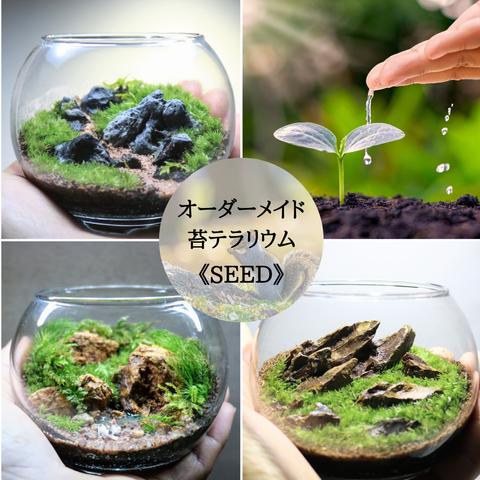 オーダーメイド苔テラリウム《Seed》